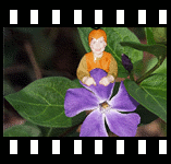 Mein Sohn als Biene Maja